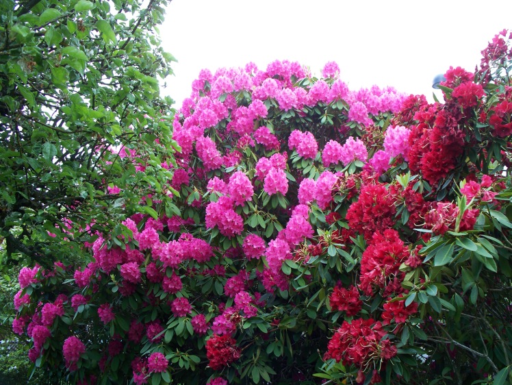 garden_with_rhododendrons