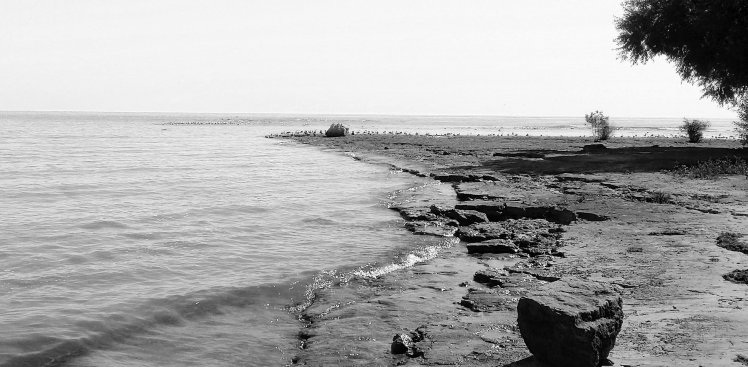 segals and rocks b and w